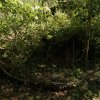 Non désherbage d'un massif. Sanctuariser un espace, c'est favoriser un refuge pour la biodiversité qui enrichit l'environnement tout en en créant des corridors écologiques. LISE JALOUX